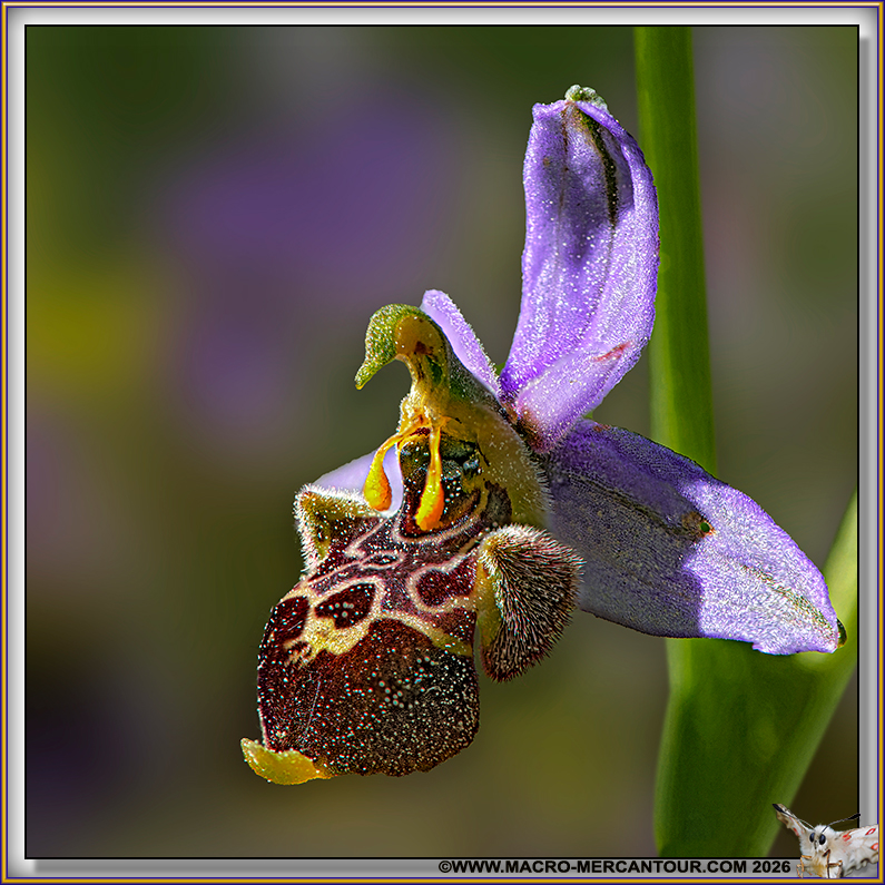 Ophrys &agrave; queue menue